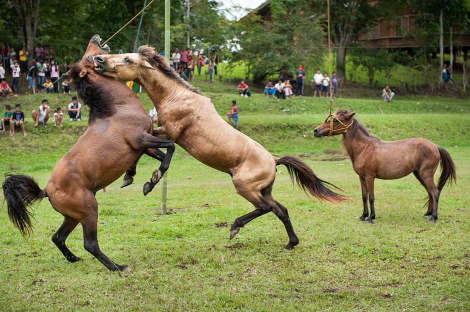 Horse Fighting Philippines